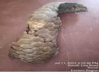 Multi-agency operation led by the Uganda Wildlife Crime Unit (UWCU) resulted in the arrest of 3 suspects and seizure of one pangolin skin near Soroti, Northern Uganda.